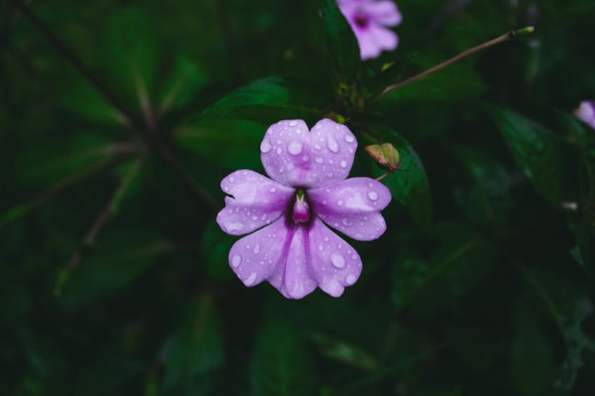 bunga-asal-indonesia