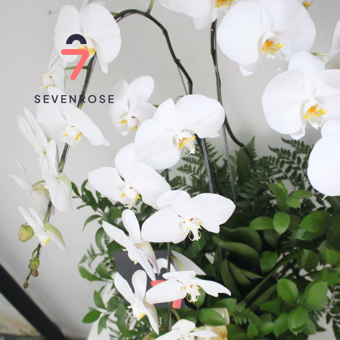 Vase, Fresh, Orchid