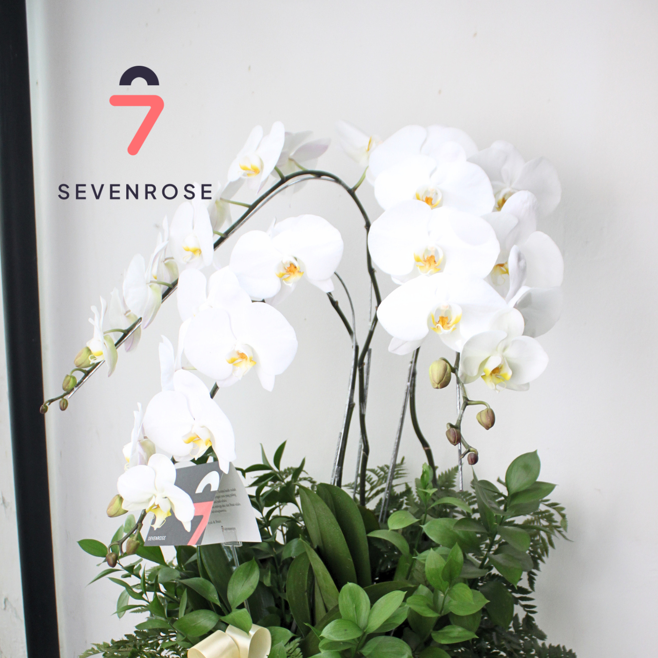 Premium, Elegan, Orchid