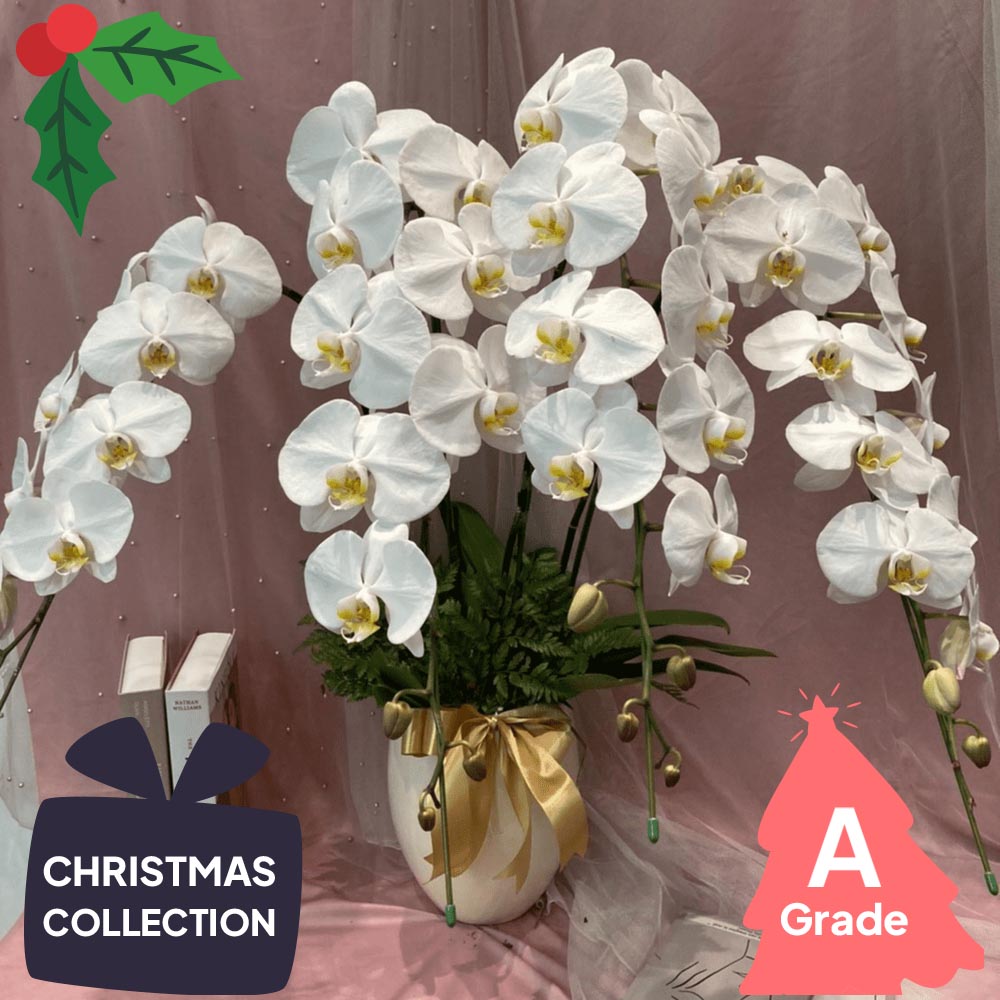 Christmas, Vase, Orchid