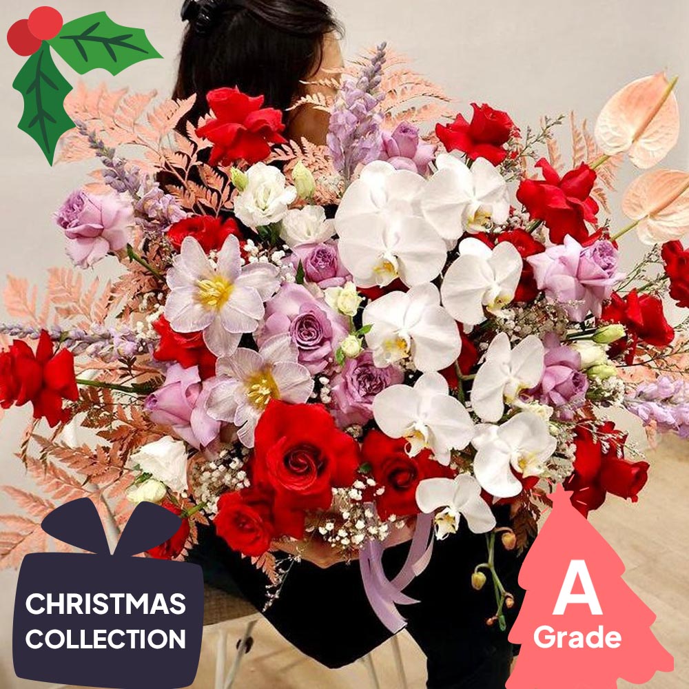 Christmas, Orchid, Premium