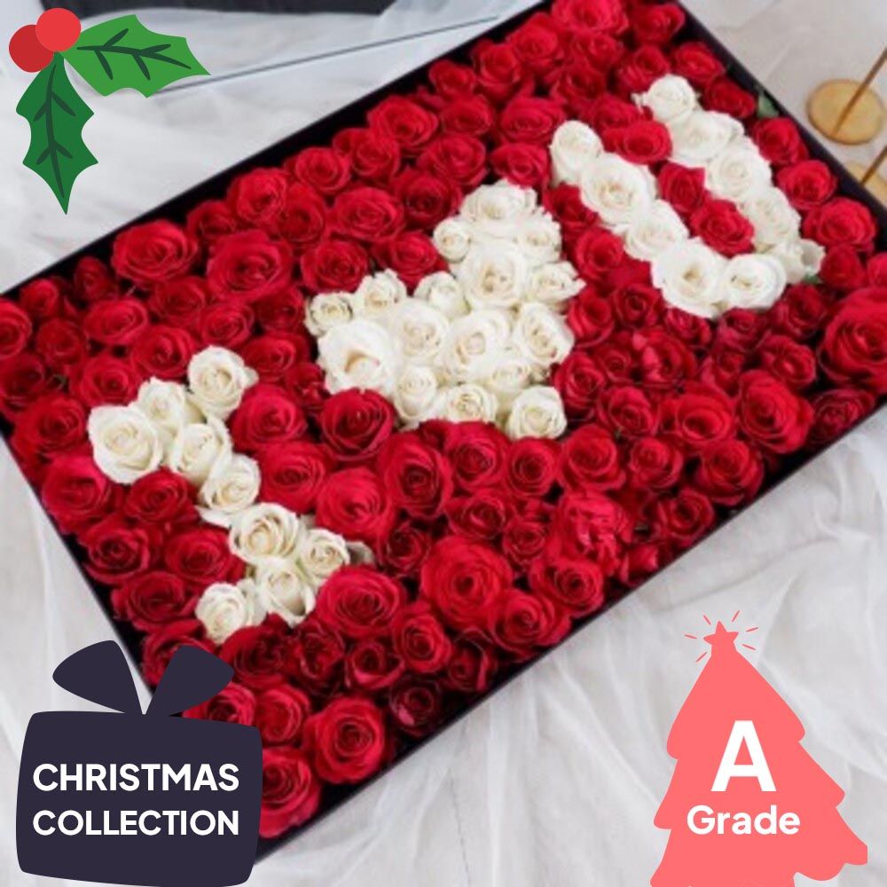 Christmas, Rose, Premium
