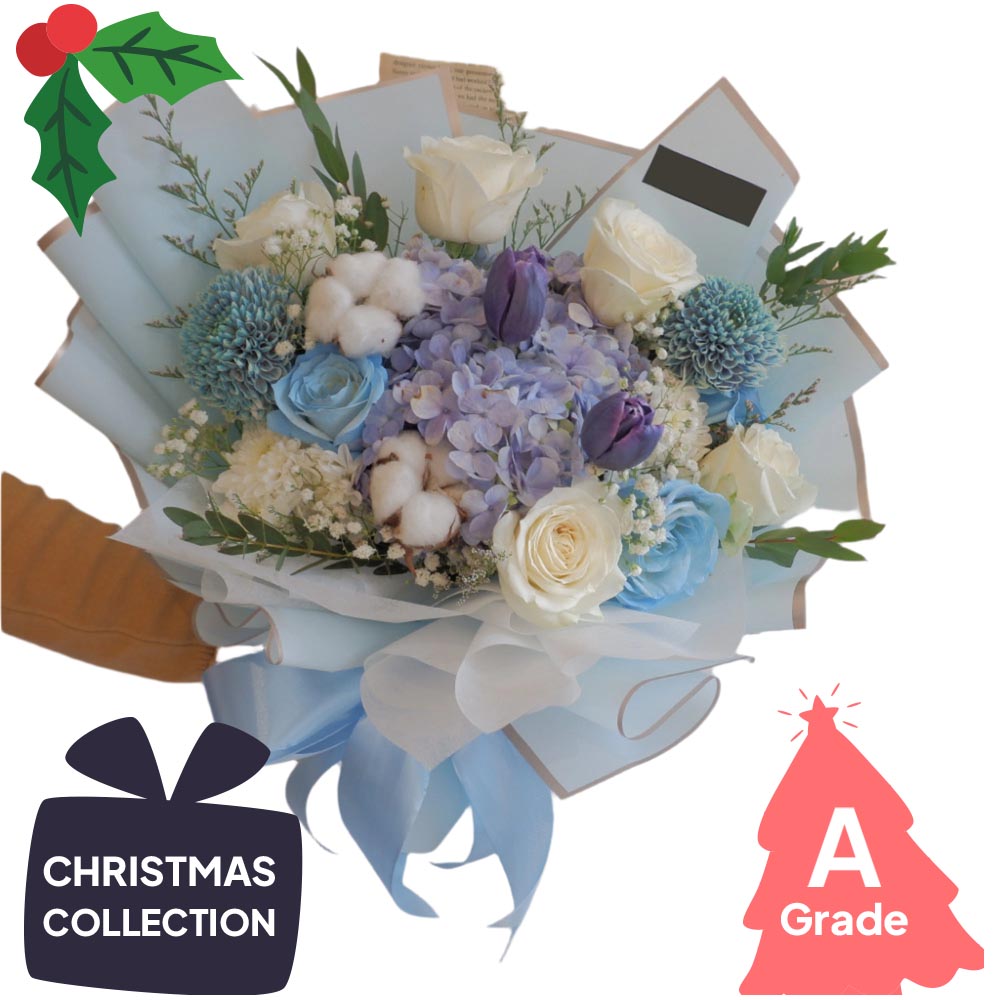 Christmas, Hydrangea, Premium