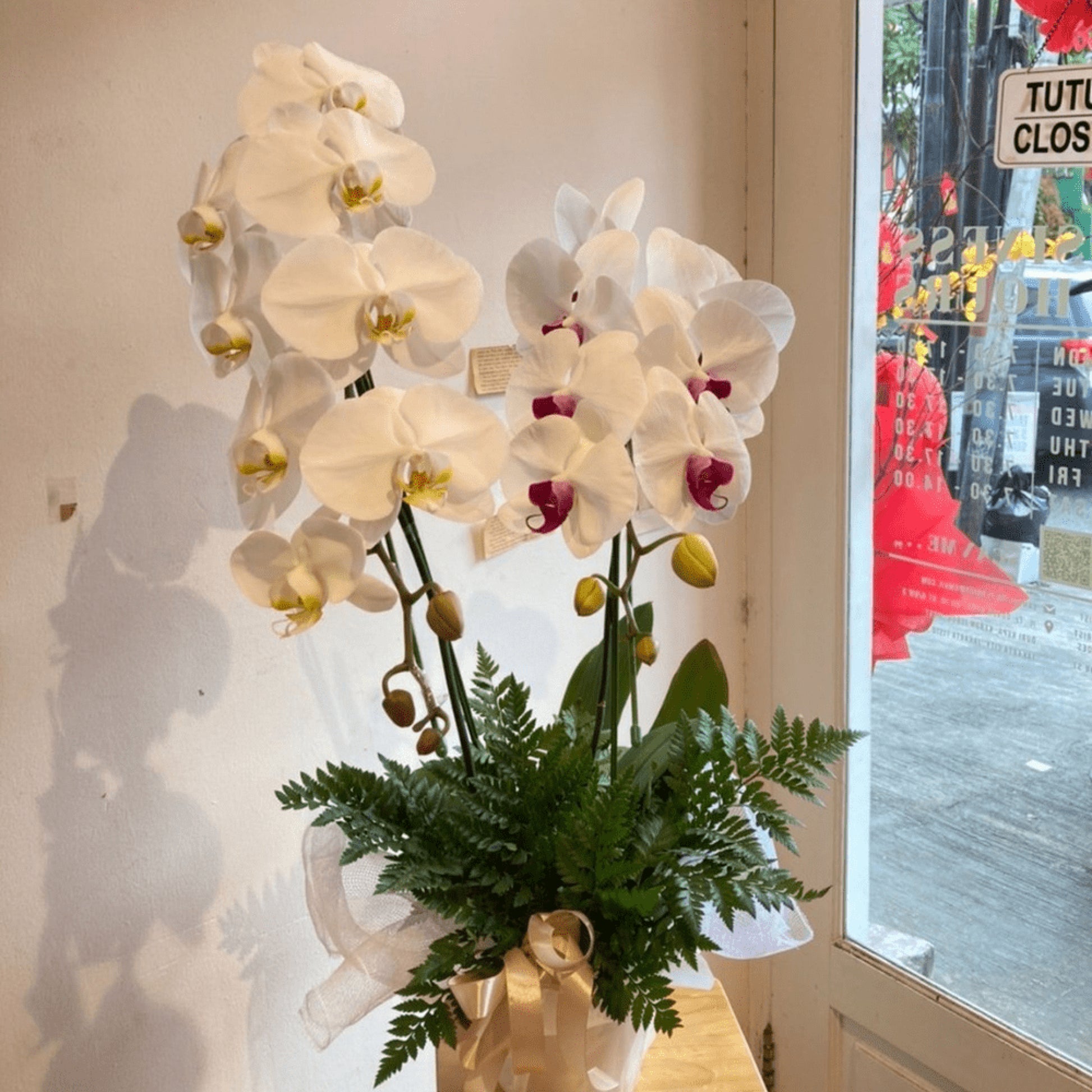 Orchid, Vase, Premium