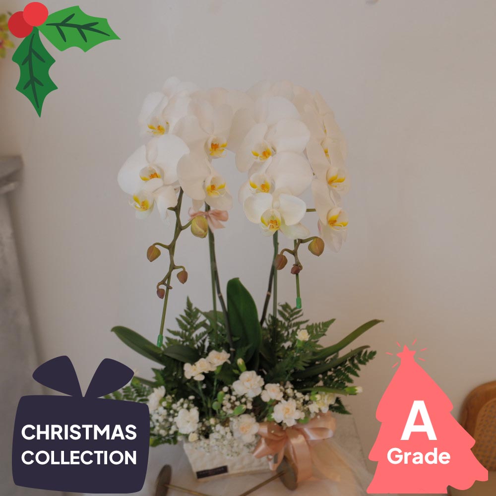 Christmas, Orchid, Elegan