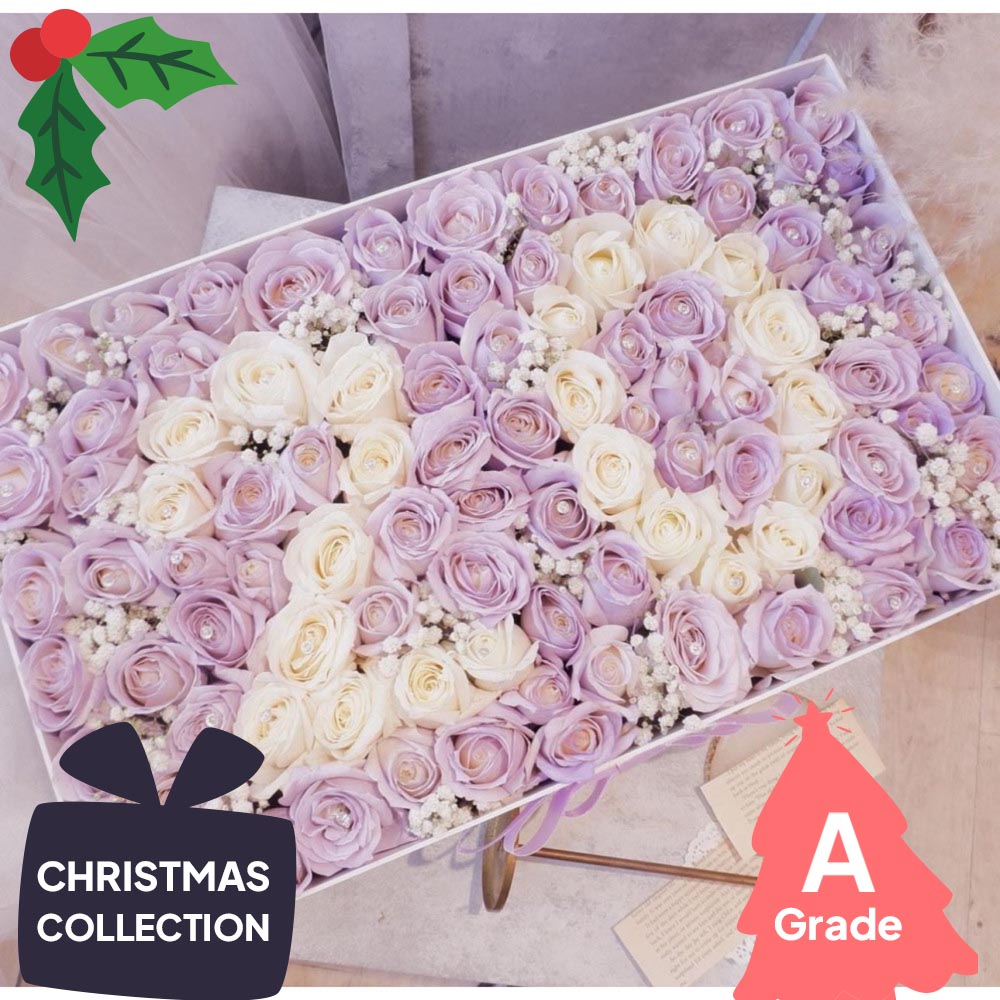 Christmas, Rose, Premium