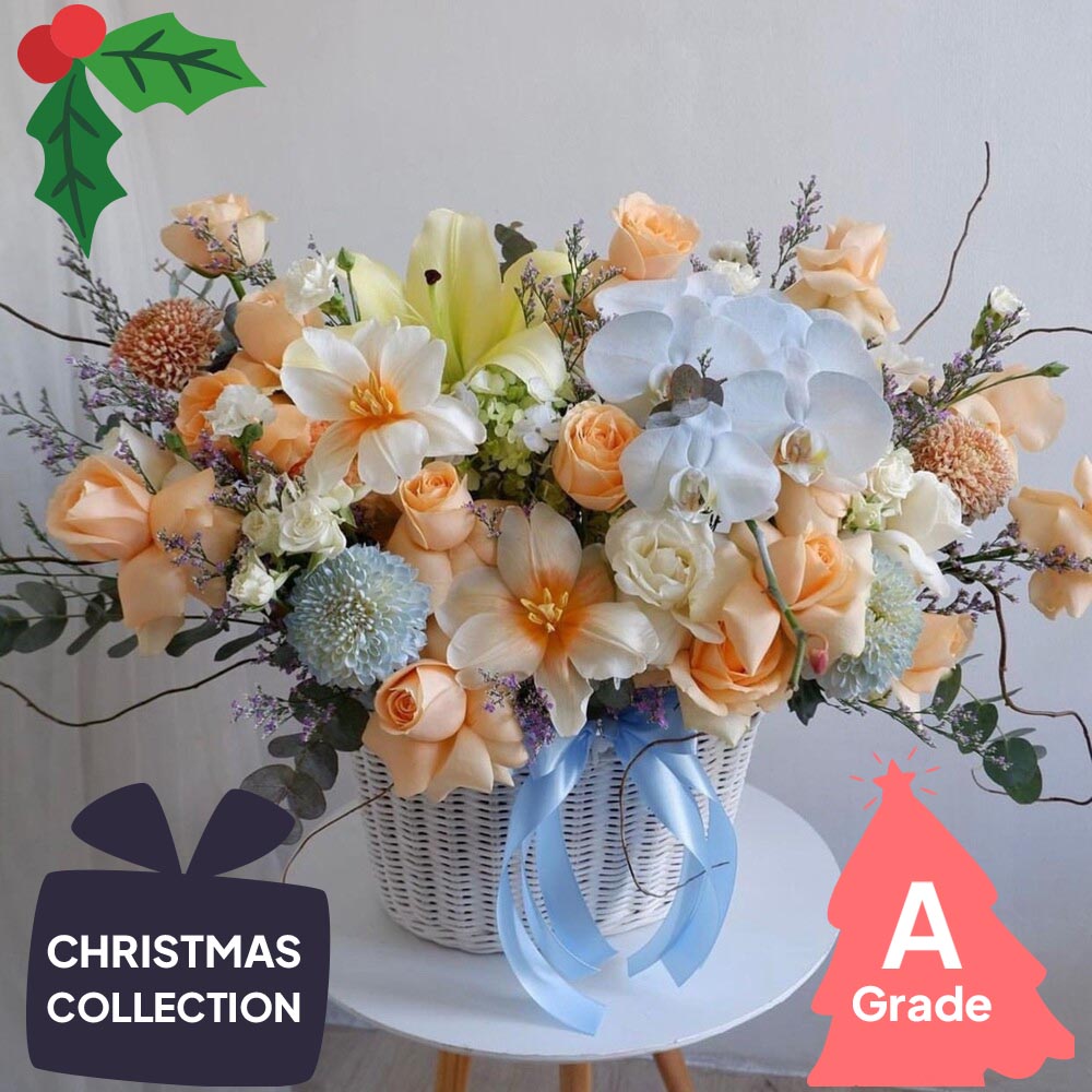 Christmas, Orchid, Elegan