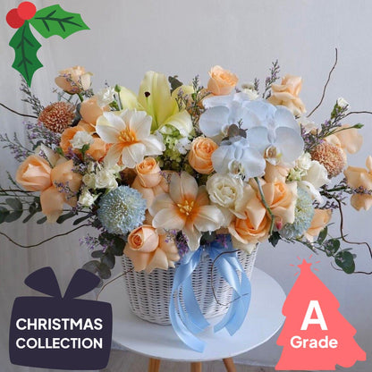 Christmas, Orchid, Elegan