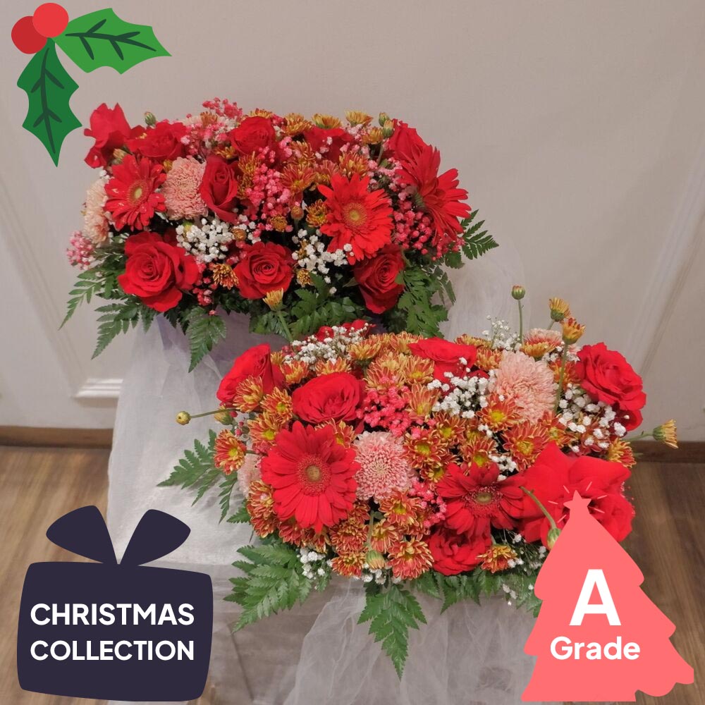 Christmas, Gerbera, Rose