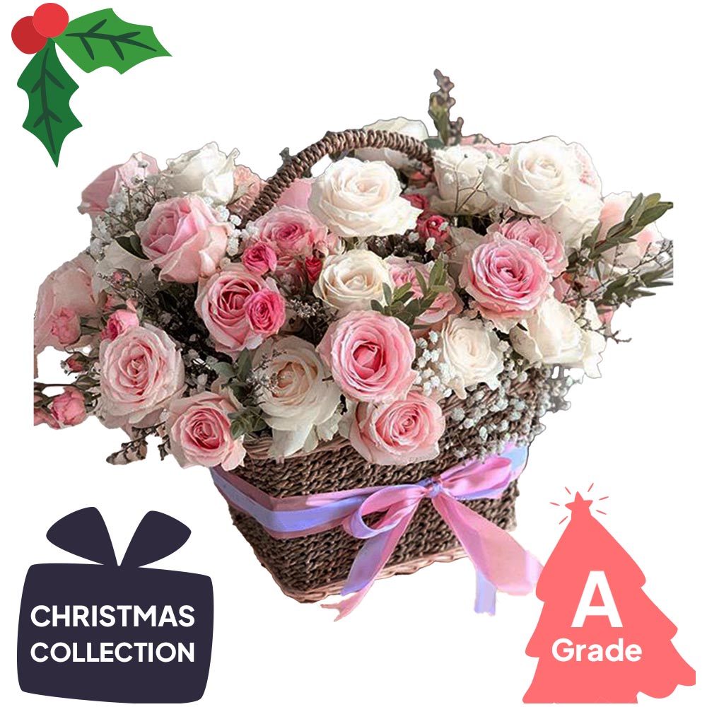 Christmas, Rose, Premium