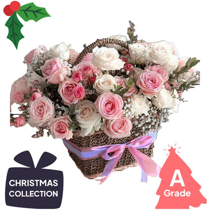 Christmas, Rose, Premium