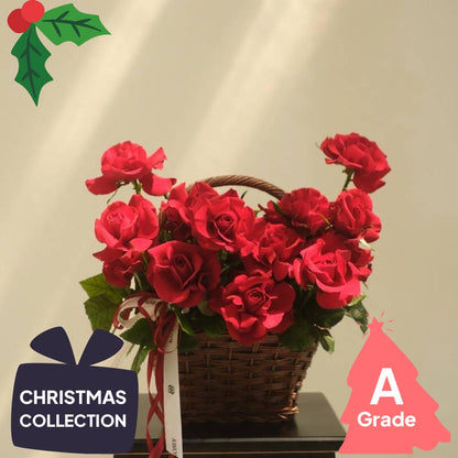 Christmas, Rose, Premium