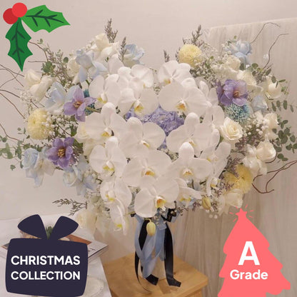 Christmas, Orchid, Premium