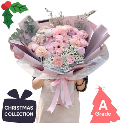 Christmas, Gerbera, Premium