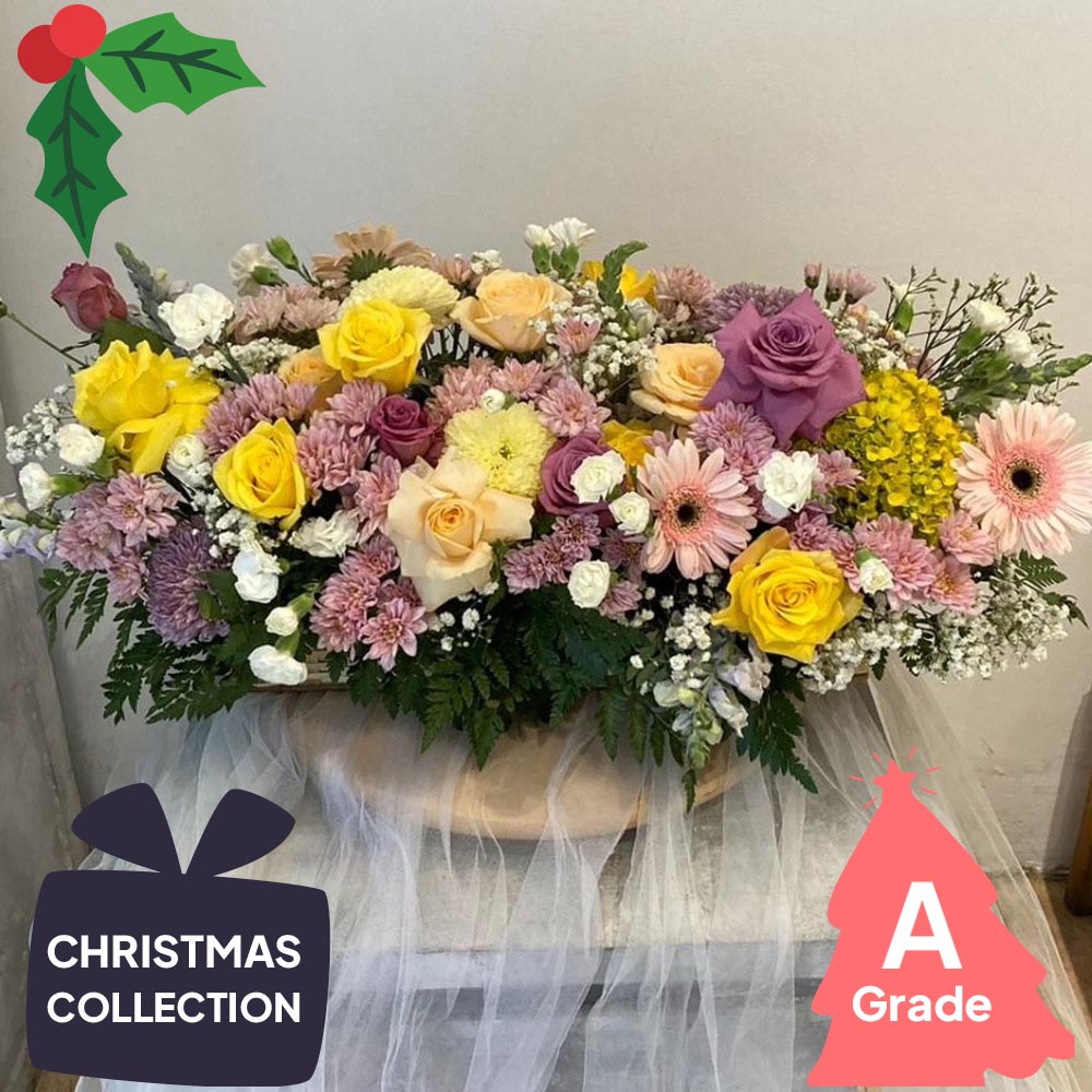 Christmas, Gerbera, Rose