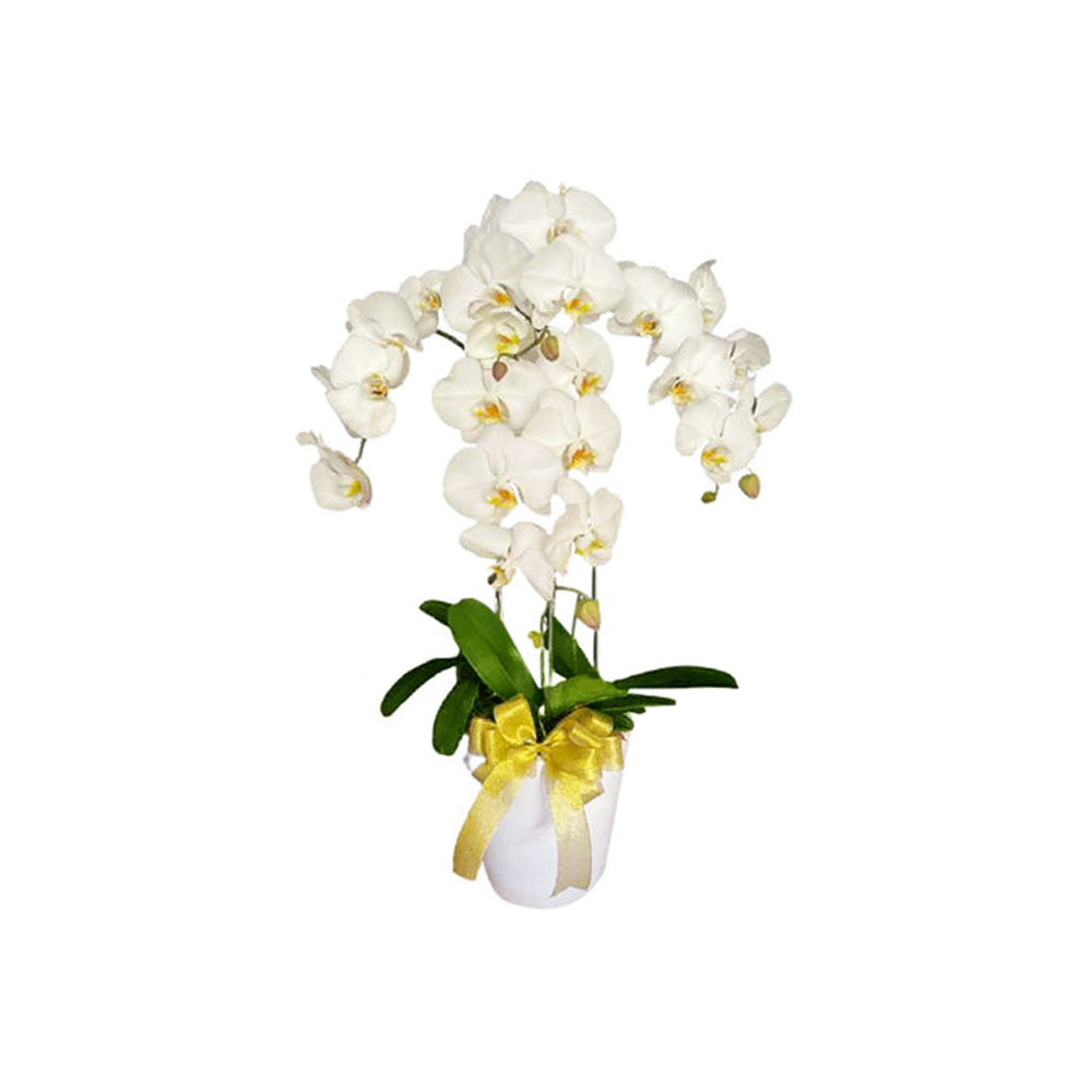 Premium, Orchid, Vase