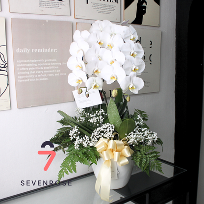 Vase, Premium, Orchid