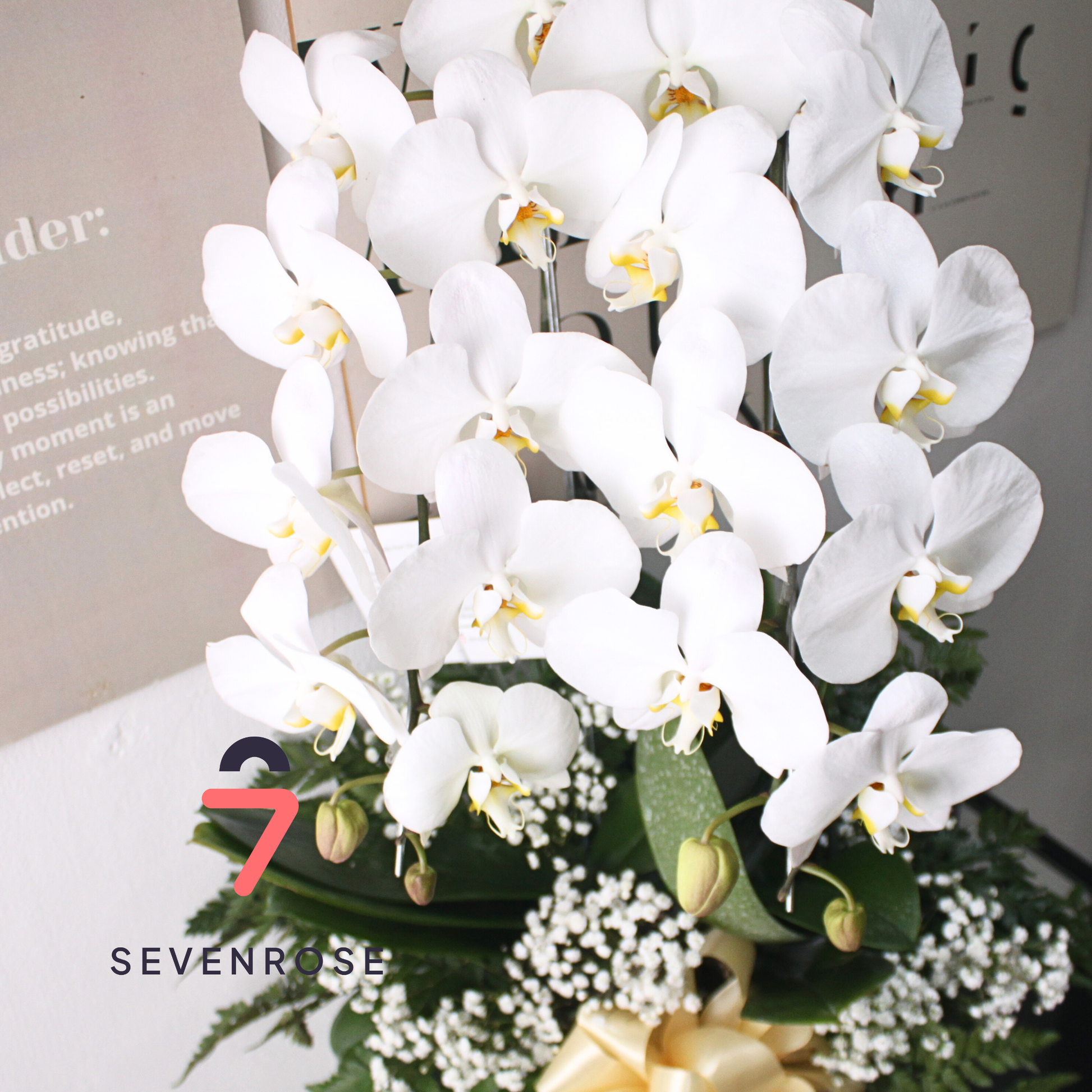 Elegan, Vase, Orchid