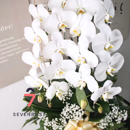 Elegan, Vase, Orchid