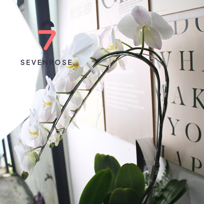 Anggrek, Vase, Premium