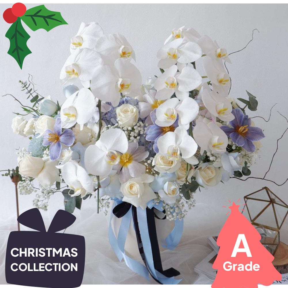 Christmas, Orchid. Premium