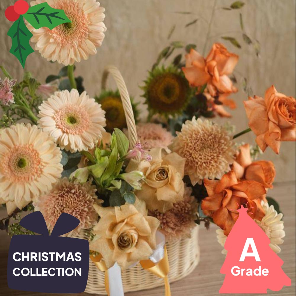 Christmas, Gerbera, Premium
