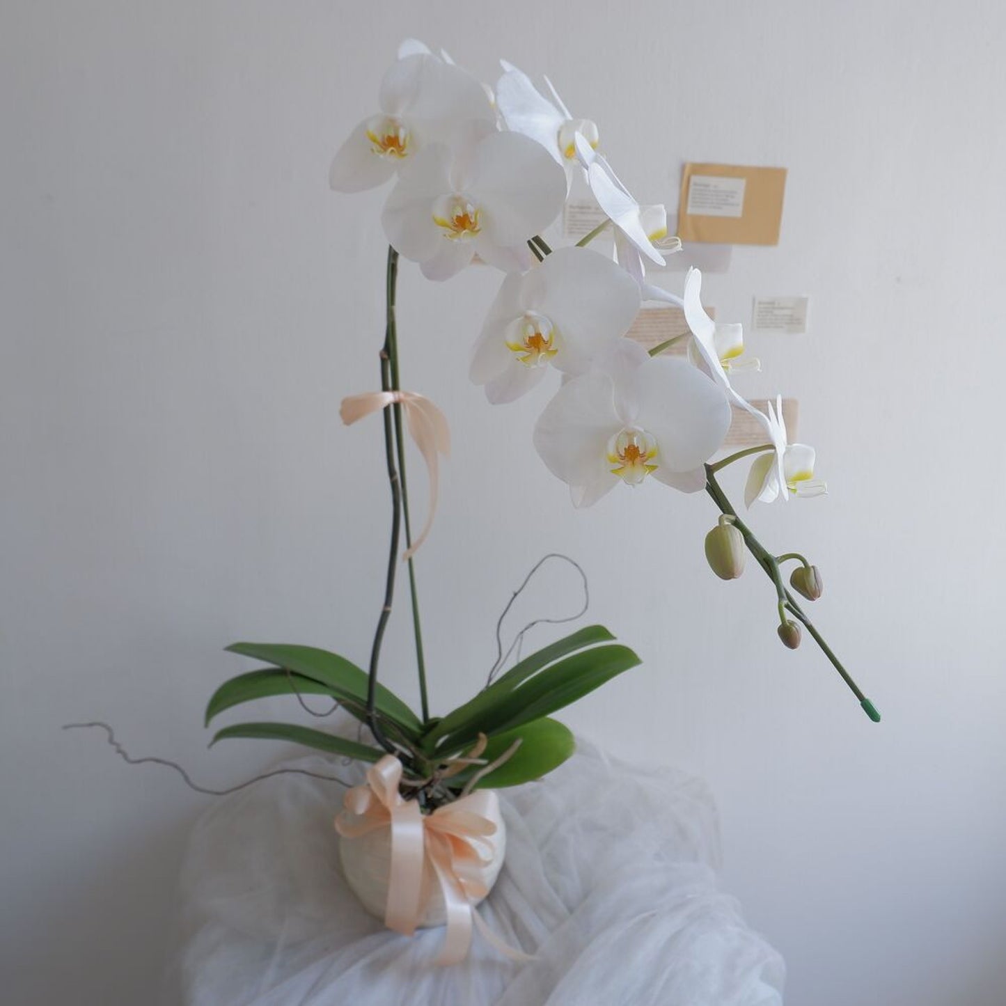 Single Orchid