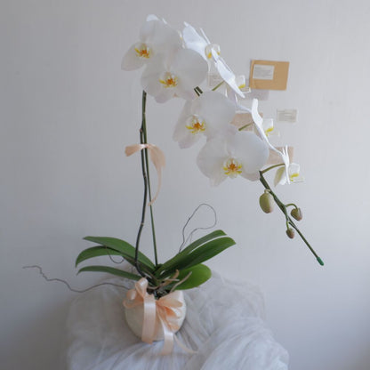 Single Orchid