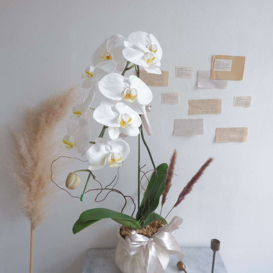 Single Orchid