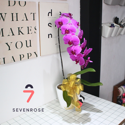 Vase, Premium, Orchid
