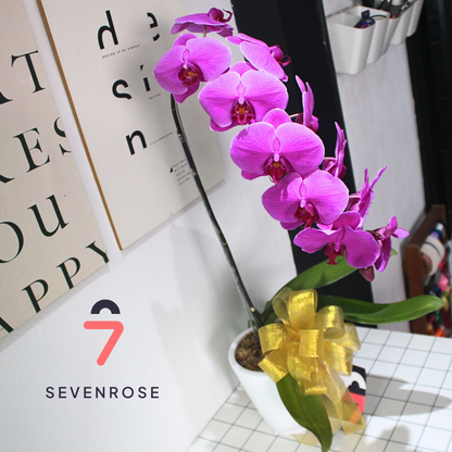 Elegan, Premium, Vase