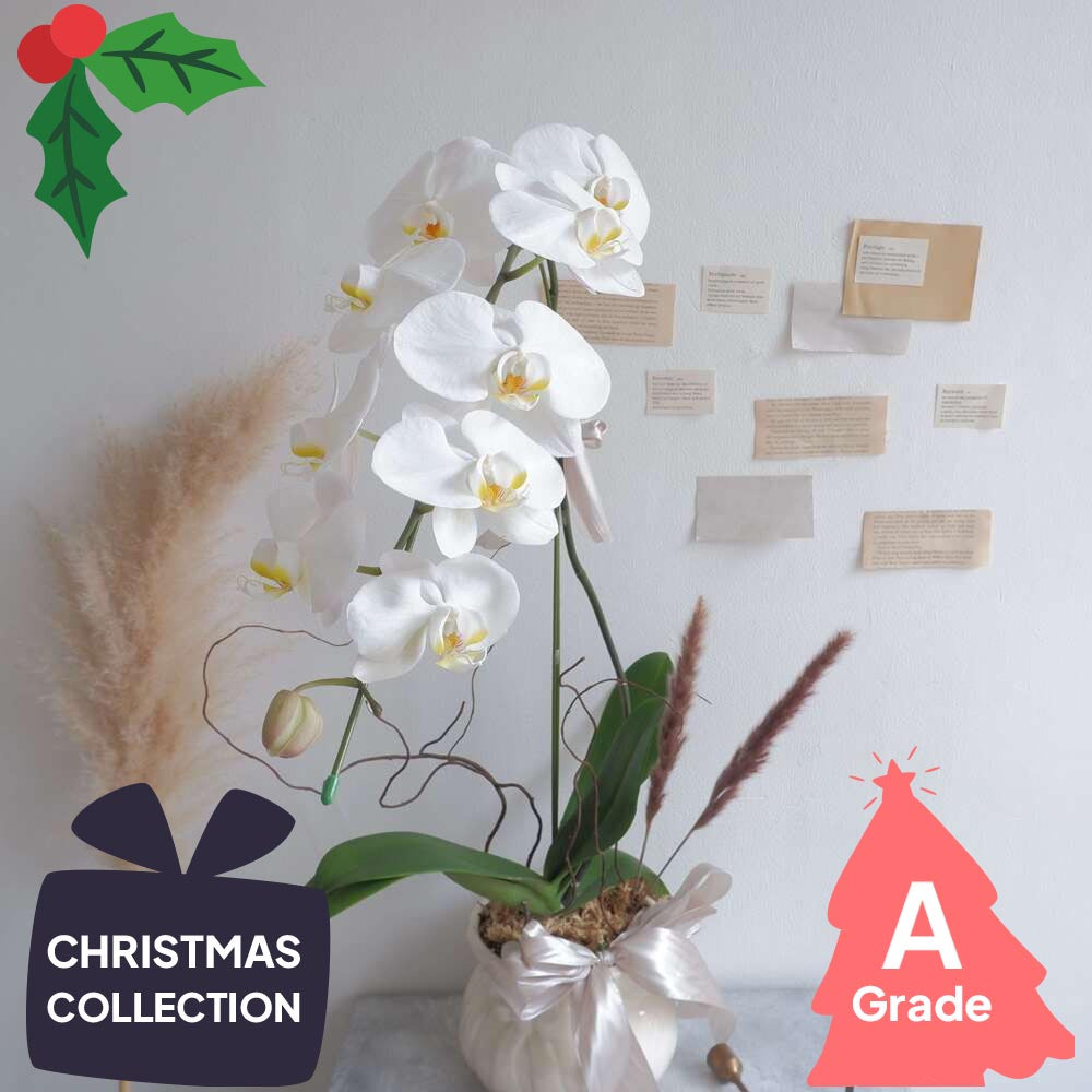 Christmas, Vase, Orchid