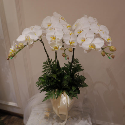 Triplet Orchid