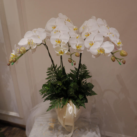 Triplet Orchid