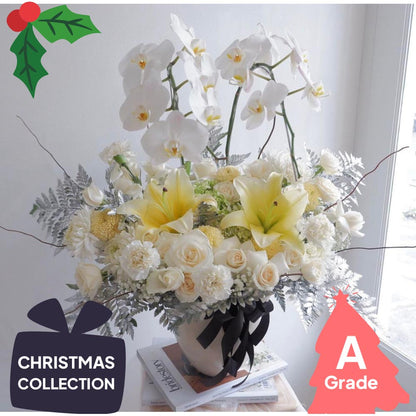 Christmas, Lily, Orchid