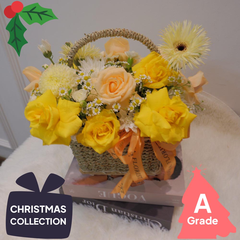 Christmas, Rose, Premium