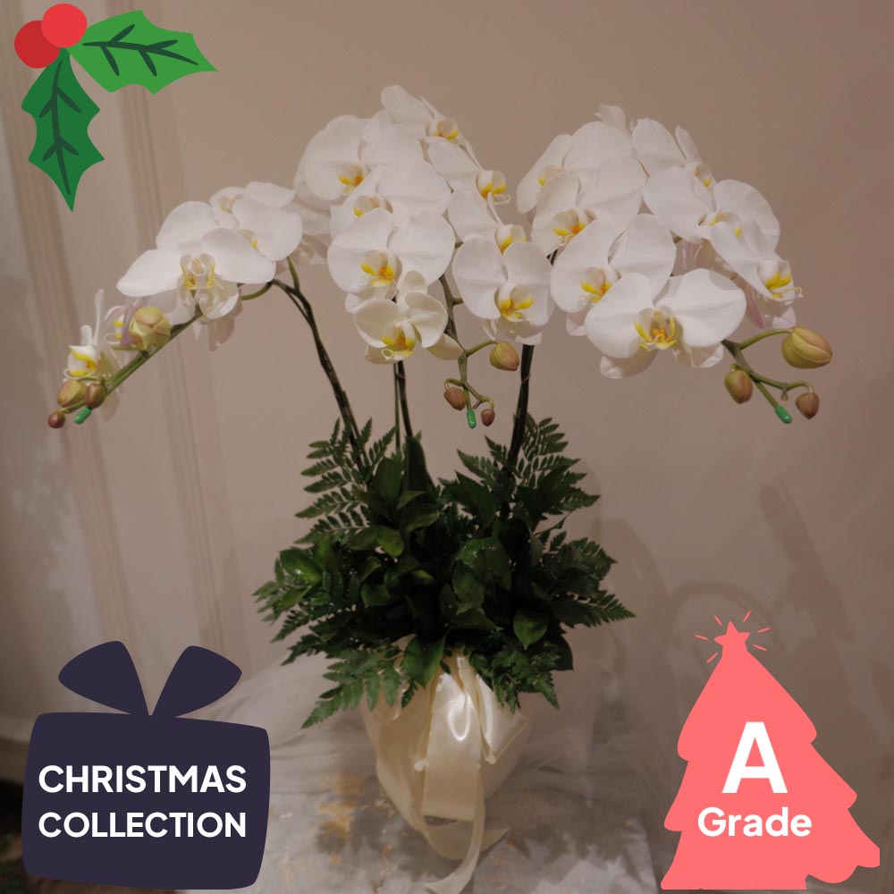 Christmas, Orchid, Premium