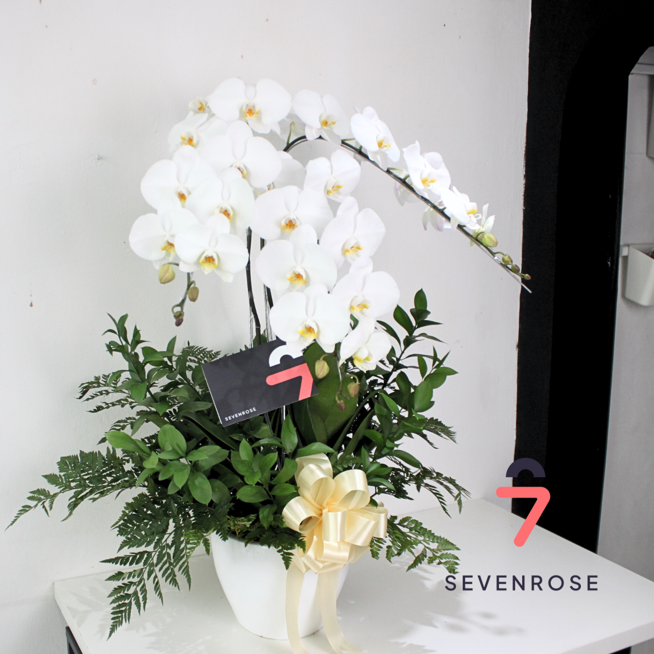 Vase, Orchid, Fresh