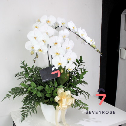 Vase, Orchid, Fresh