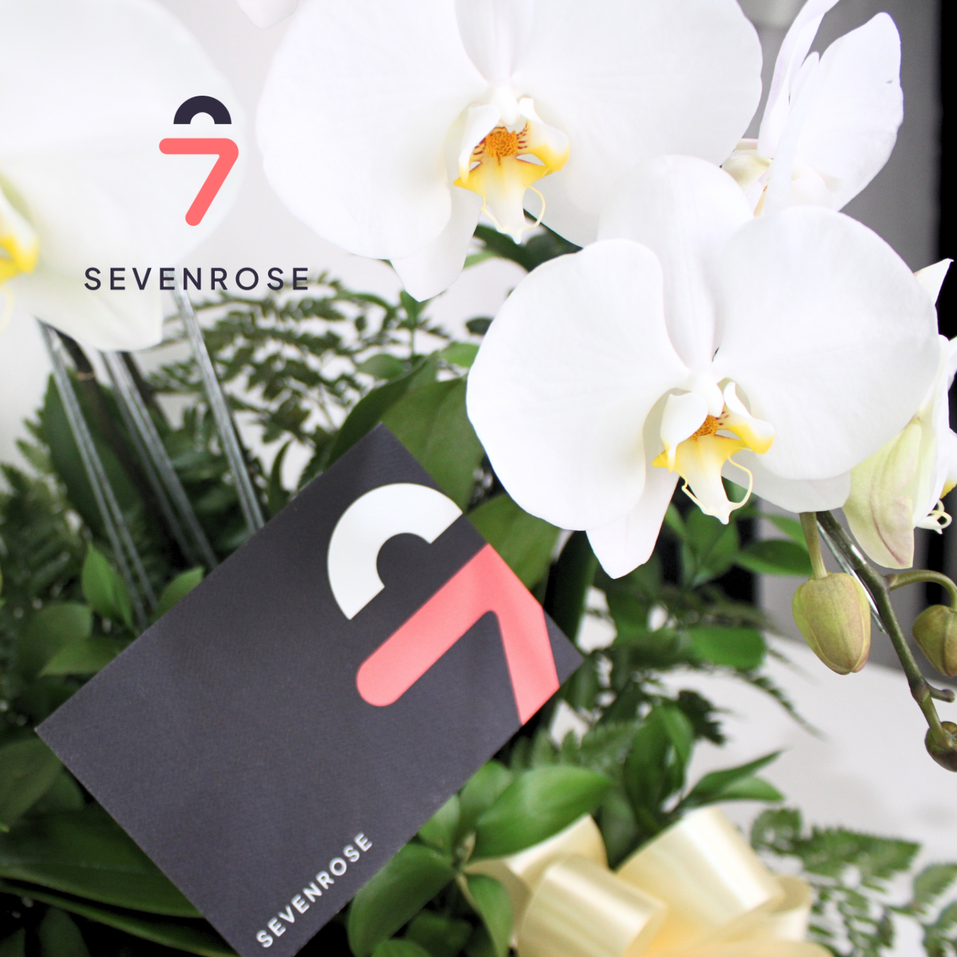 White, Orchid, Premium
