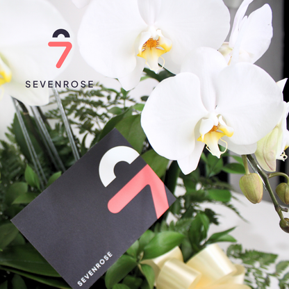White, Orchid, Premium