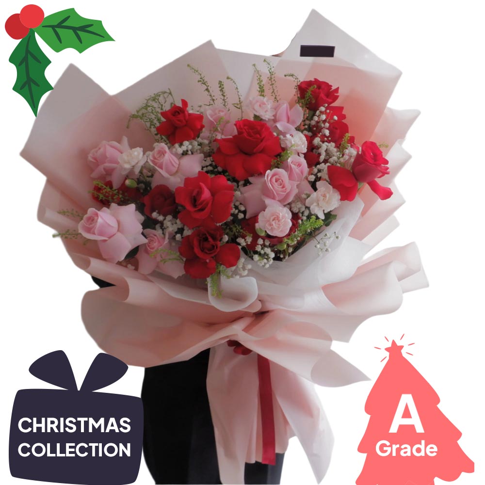 Christmas, Rose, Premium