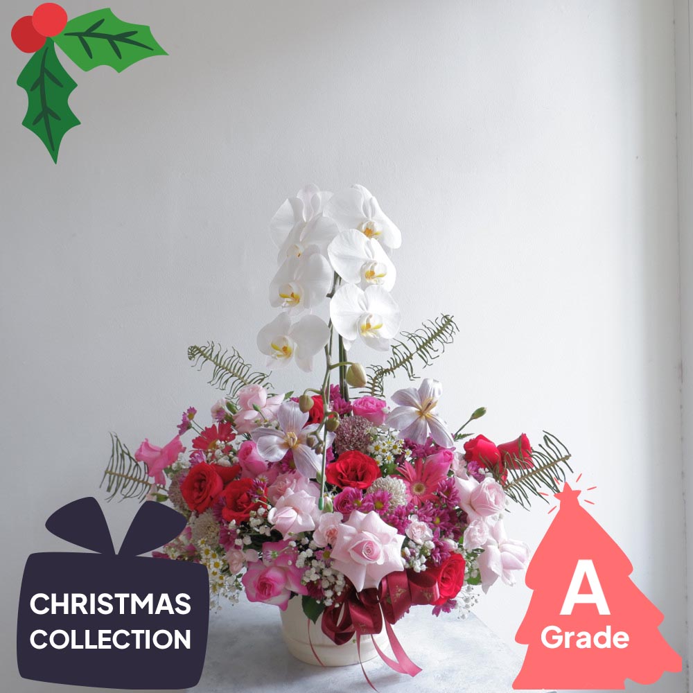Christmas, Vase, Orchid