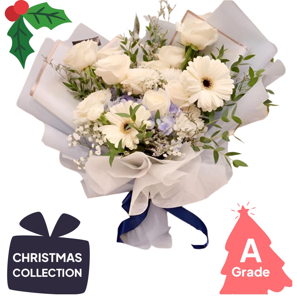 Christmas, Gerbera, Premium